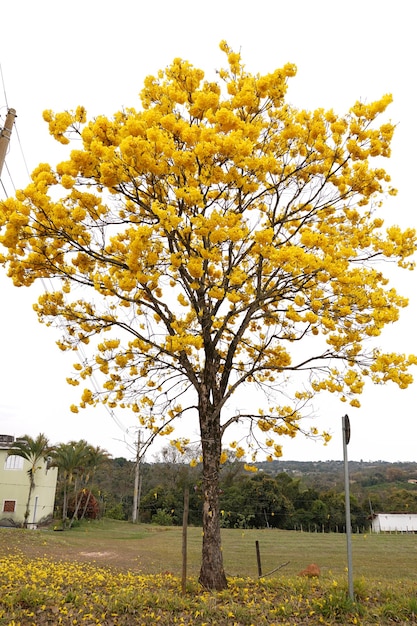 Foto gelber araguaney-baum blühte auf dem feld