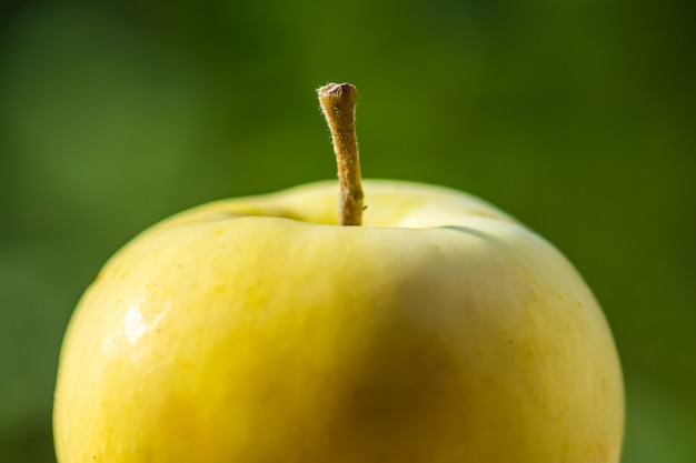 Foto gelber bio-apfel hautnah