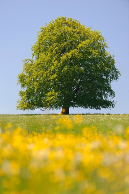 Foto gelber blühender baum auf dem feld vor klarem himmel