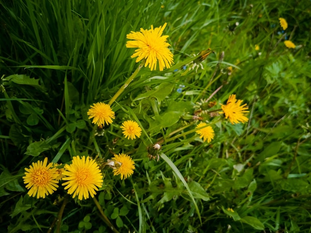 Gelber blühender Löwenzahn im grünen Grasnahaufnahmesommerhintergrund