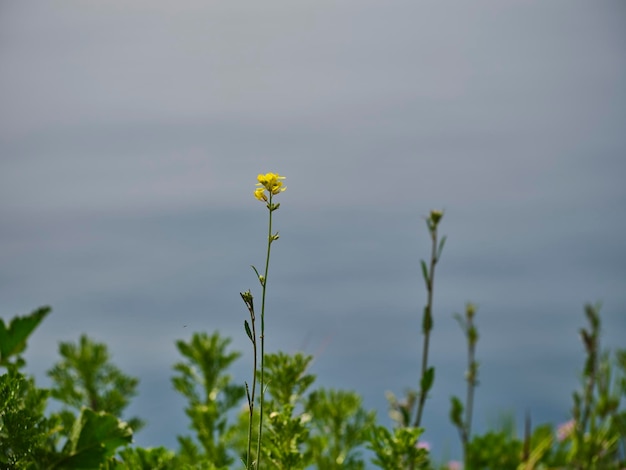 Gelber Blumen- und Wasserhintergrund