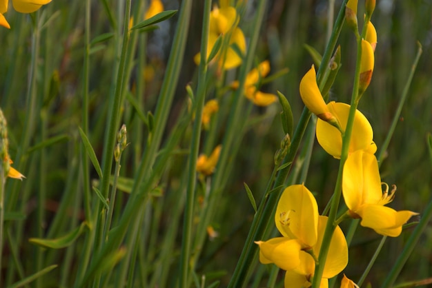 Gelber BlumenhintergrundRispen sitnik oder Rispenzweige Spanisch droc