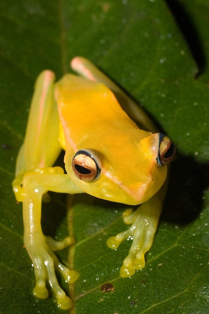 Foto gelber boophis-frosch aus dem ranomafana-nationalpark madagaskar