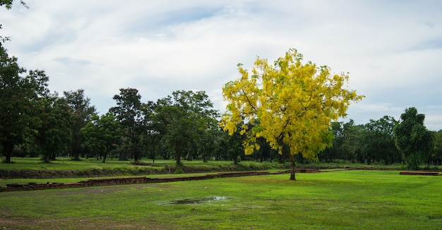 Gelber einsamer Baum im Park