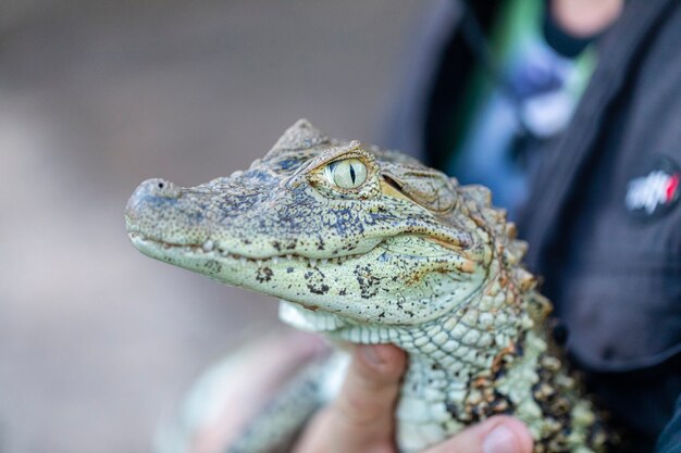 gelber Ernte-Alligator