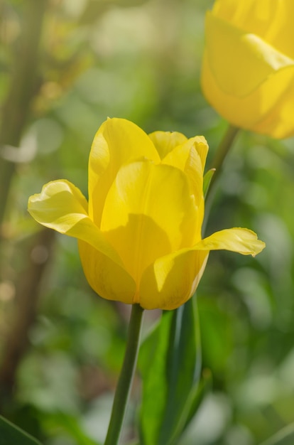 Gelber erstaunlicher Frühlingsblumenhintergrund Schöne gelbe Tulpen Schöne Tulpen im Tulpenfeld