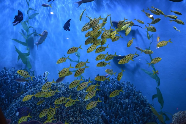 Gelber Fisch aus Okinawa im Süßwasseraquarium