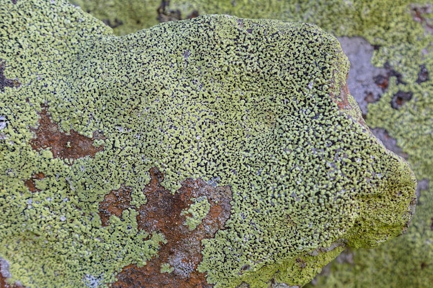 Foto gelber flechtenhintergrund auf dem grauen wandstein eine flechte ist ein zusammengesetzter organismus, der aus algen oder cyanobakterien entsteht, die zwischen filamenten mehrerer pilzarten in einer wechselseitigen beziehung leben