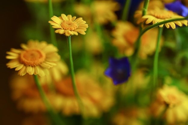 gelber gänseblümchensommerhintergrund, abstrakter natürlicher blumenfrühling