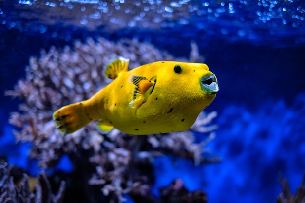 Gelber goldener Puffer Guineafowl-Pufferfisch unter Wasser