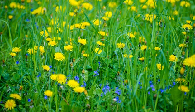 Gelber heller Graspflanzenblumenlöwenzahn