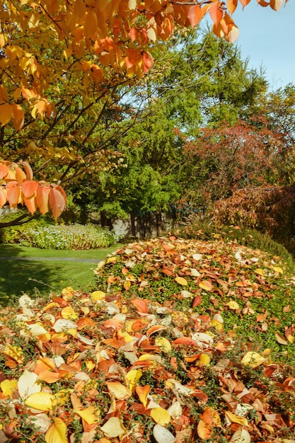 Gelber Herbst prunus sargentii oder nordjapanische Hügelkirschblätter auf immergrünen Ziersträuchern