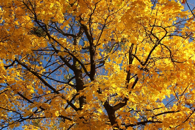 Gelber Herbstbaum hautnah