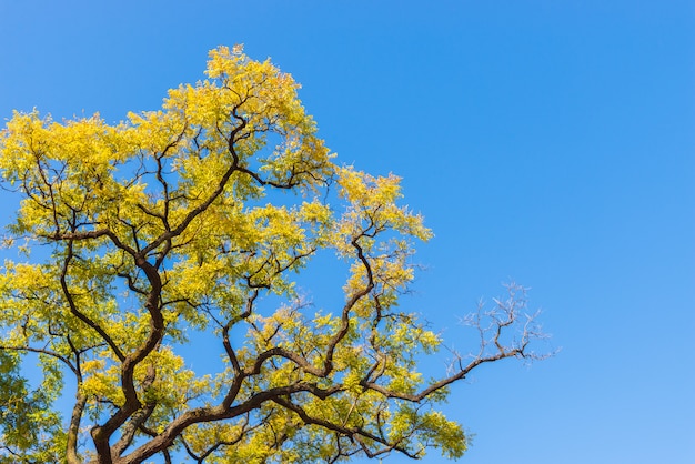 Gelber Herbstlaub auf Hintergrund des blauen Himmels.