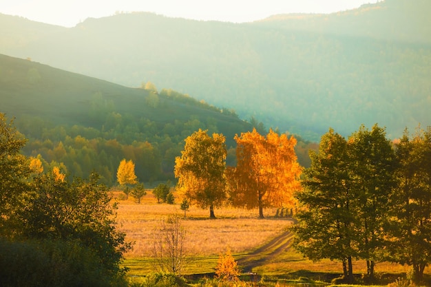 Gelber Herbstwald in den Bergen bei Sonnenuntergang Herbstlaub Gelbe Bäume im Abendsonnenlicht Wunderschöne Herbstlandschaft