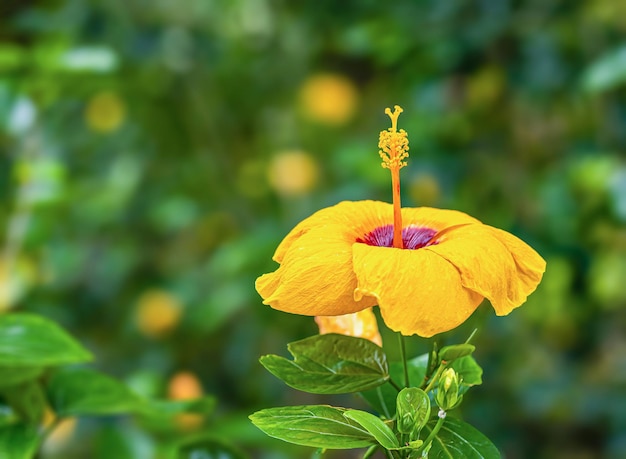 Foto gelber hibiskus blüht