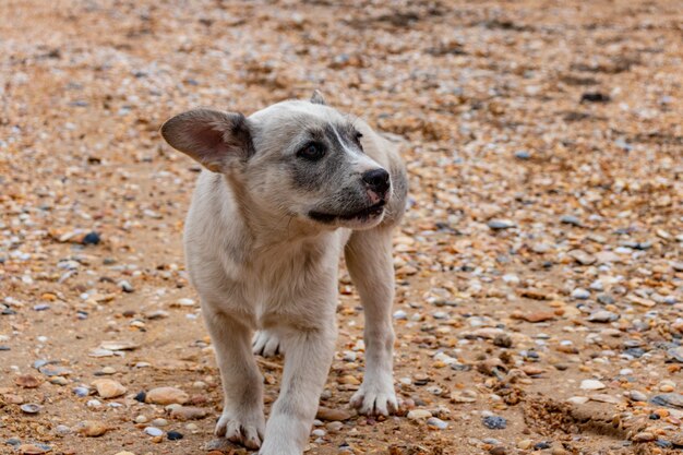 Gelber Hund am Strand