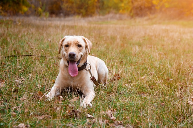 Gelber hund des labrador-apportierhunds im herbstwald. walk dog konzept