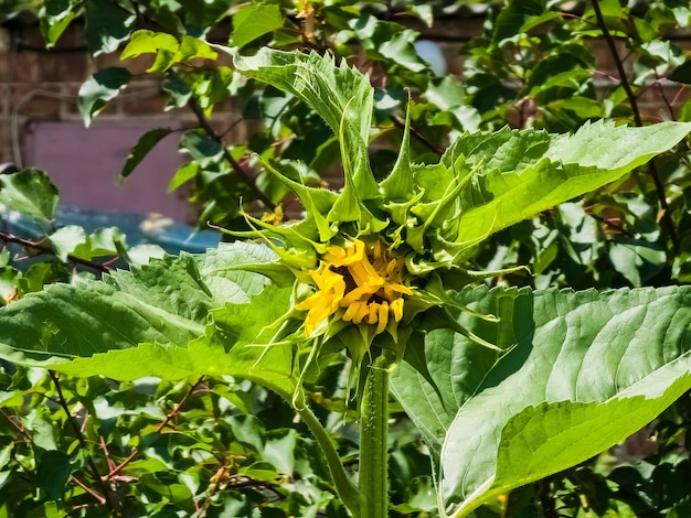 Gelber Kopf einer Sonnenblume Helianthus annuus in einem grünen Garten