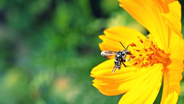 Gelber Kosmos mit Biene im Garten.