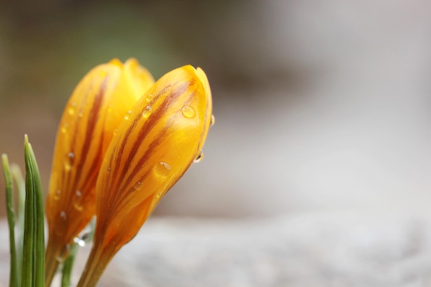 Gelber Krokus und Regentropfen