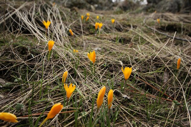 Gelber Krokus