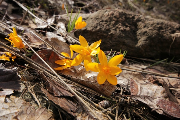 Gelber Krokus