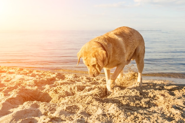 Gelber Labrador Retriever, der an einem sonnigen Tag Sonneneruption im Sand an einem Strand gräbt