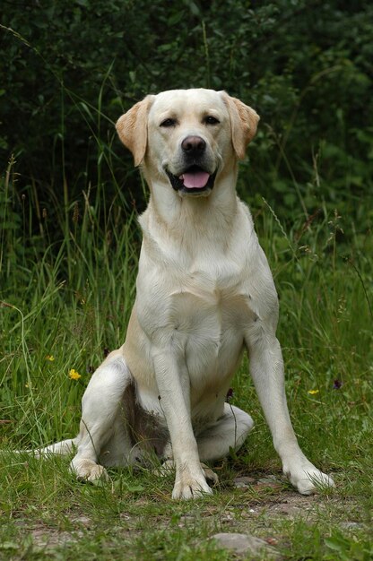 Gelber Labrador-Retriever-Hund sitzt