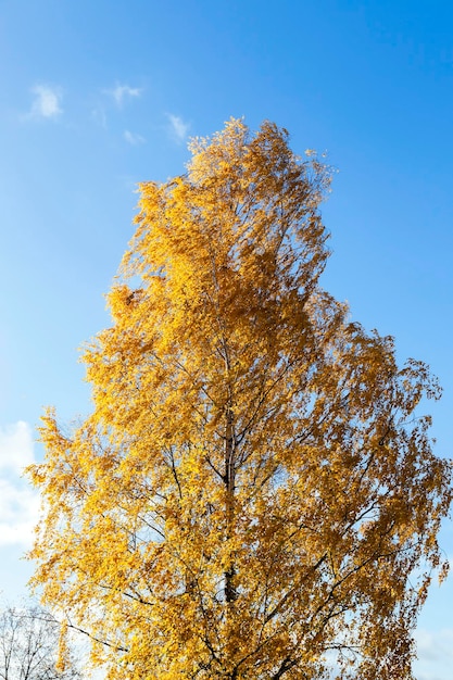 Gelber Laubherbst