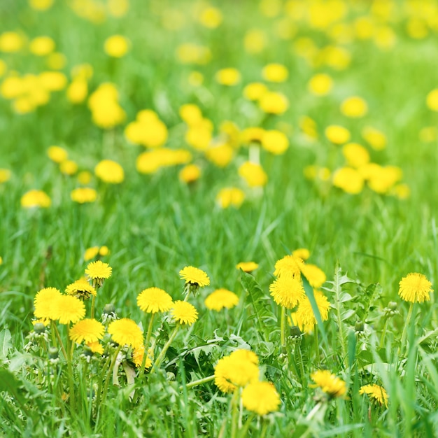 Gelber Löwenzahn auf der grünen Wiese im Sommer