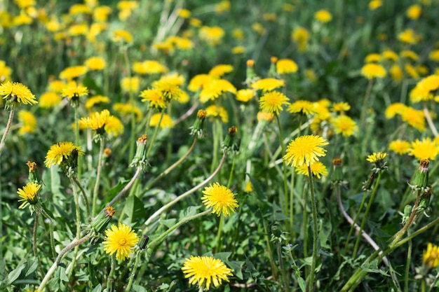 Gelber Löwenzahn blüht auf dem Rasen