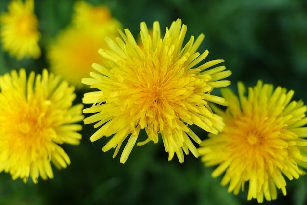 Gelber Löwenzahn blüht im Frühjahr auf grünem Gras