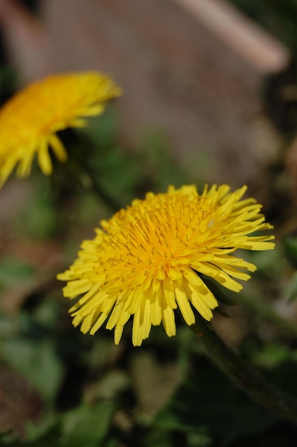 Gelber Löwenzahn blüht im Frühling im Gras