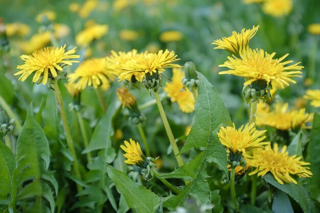 Gelber Löwenzahn blüht inmitten von Grün auf einer Wiese im Frühling Taraxacum blüht in der Nähe