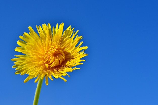 gelber Löwenzahn Blume Nahaufnahme auf blauem Himmelshintergrund