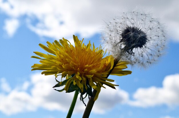 gelber Löwenzahn Blume Nahaufnahme auf blauem Himmelshintergrund