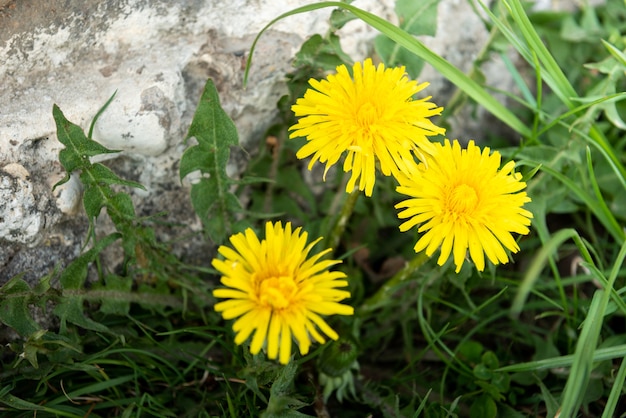 Gelber Löwenzahn, der im Frühlingsgarten wächst