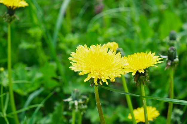 Gelber Löwenzahn in der Wiese im Sommer, Blumenfeld Naturhintergrund