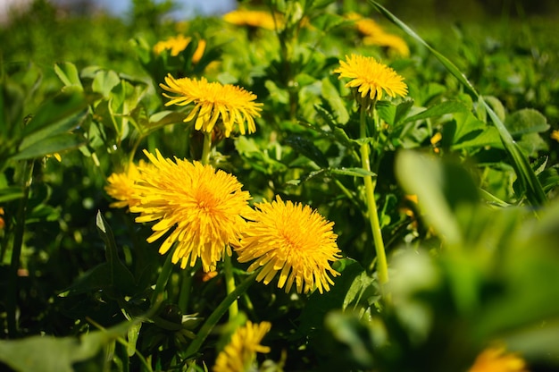 Gelber Löwenzahn in der wilden Feldnahaufnahme Sonnige Blumen