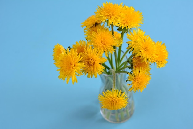 gelber Löwenzahn in einer Vase auf dem blauen Hintergrund lokalisiert