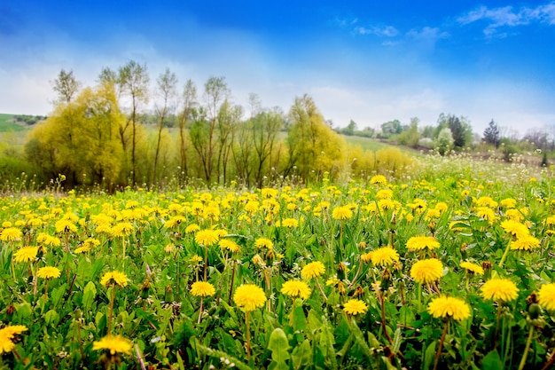 Gelber Löwenzahn und junge Bäume auf einer Wiese bei sonnigem Wetter