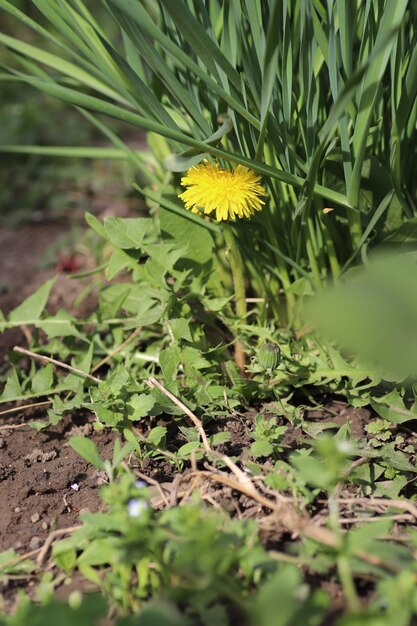 Gelber Löwenzahn zwischen grünen Blättern und Pflanzen an einem sonnigen Sommertag