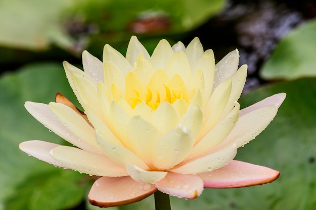 gelber Lotus mit Regen fällt in den Pool.