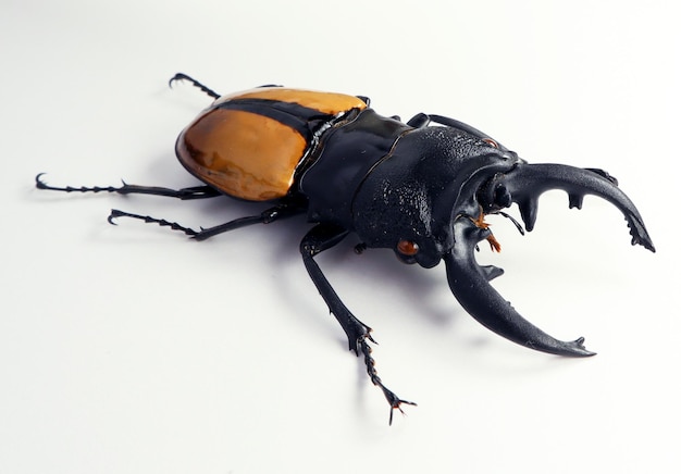 Gelber Lucanus-Käfer lokalisiert auf Weiß. Odontolabis ludekingi Makro Nahaufnahme, Lucanidae, Sammlung