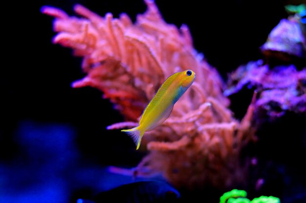 Gelber Midas Blenny-Fisch im Korallenriff-Aquarium