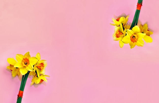 gelber Narzissenstrauß auf langem minimalistischem Banner schöner Panorama-Jonquil-Blumenkopf