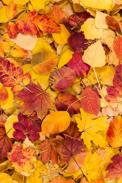 Gelber orange und roter Herbstlaubhintergrund