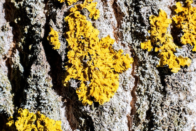 Gelber Pilz auf Baumrinde aus nächster Nähe