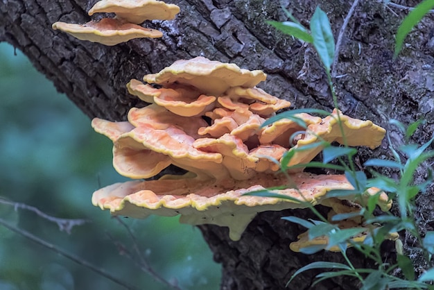 Gelber Pilz auf einem Baum. Laetiporus sulphureus